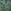 Forest Green Floral