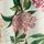Kew Collection Cream And Green/Pink Floral