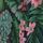 Green Tropical