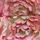 Pink Premium