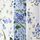 Blue/White Bluebell