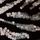 Black Zebra
