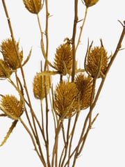 Ochre Yellow Artificial Dried Thistles In Ceramic Vase - Image 3 of 3